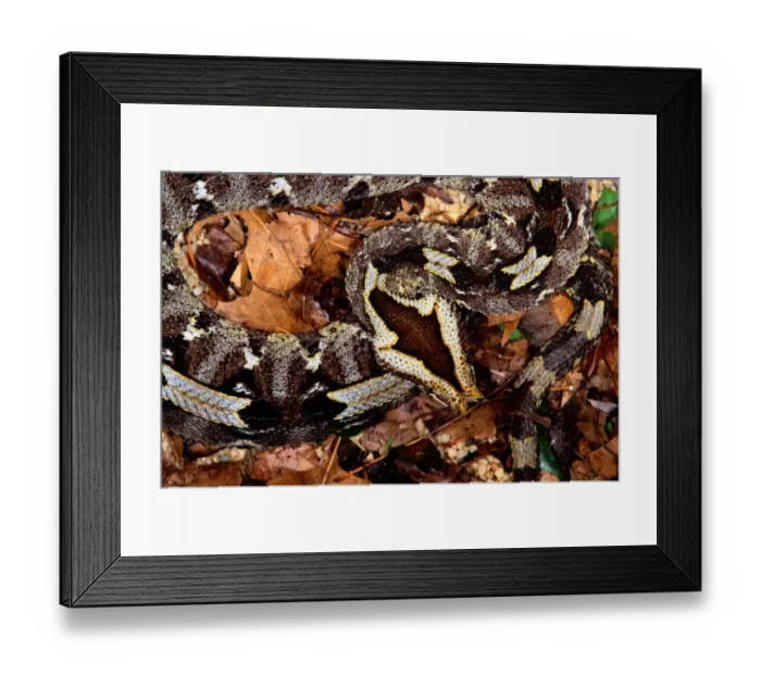Framed Print : Rhinoceros viper (Bitis nasicornis), close-up Framed Print : Rhinoceros viper (Bitis nasicornis), close-up