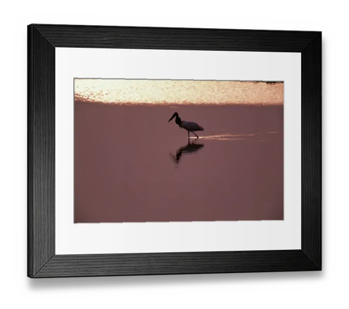 Framed Print : Jabiru stork (Jabiru mycteria) wading on floodplain, Venezuela Framed Print : Jabiru stork (Jabiru mycteria) wading on floodplain, Venezuela