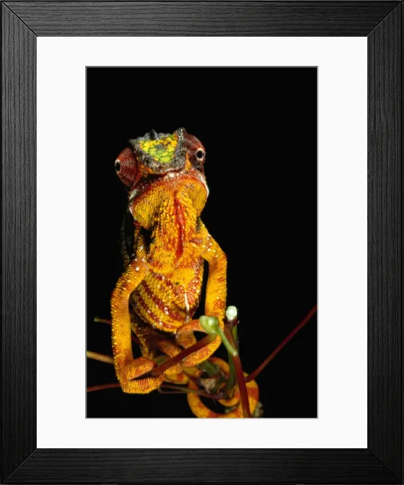 Framed Print : Panther Chameleon (chamaeleo pardalis) on branch, Madagascar Framed Print : Panther Chameleon (chamaeleo pardalis) on branch, Madagascar