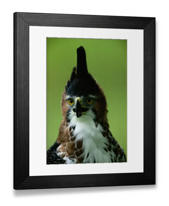 Framed Print : Ornate hawk-eagle (Spizaetus ornatus) Mexico, head-shot Framed Print : Ornate hawk-eagle (Spizaetus ornatus) Mexico, head-shot