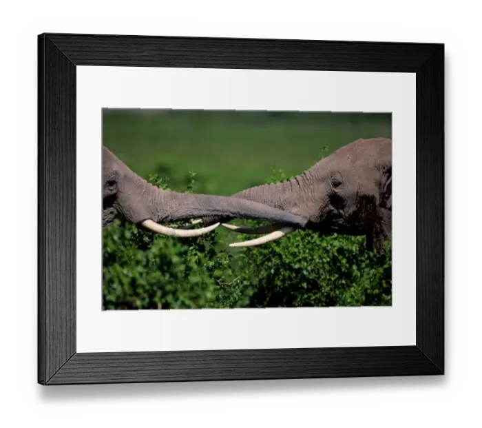 Framed Print : African elephant (Loxodonta africana) trunks, Kenya, close-up Framed Print : African elephant (Loxodonta africana) trunks, Kenya, close-up