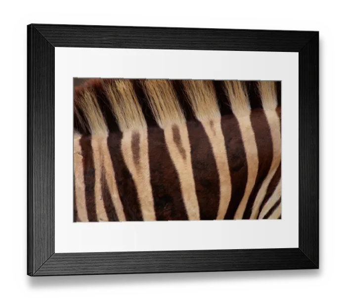 Framed Print : Burchells zebra (Equus burchelli) Kenya, detail of stripes Framed Print : Burchells zebra (Equus burchelli) Kenya, detail of stripes