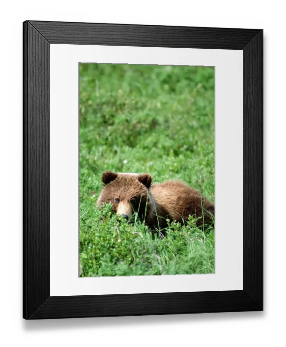 Framed Print : Brown bear cub (Ursus arctos) resting in green grass Framed Print : Brown bear cub (Ursus arctos) resting in green grass