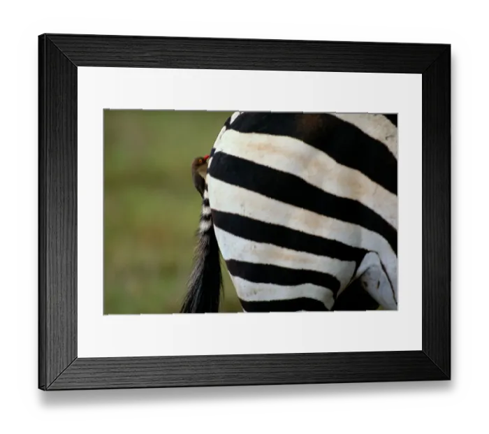 Framed Print : Red-billed oxpecker on Grants zebra (Equus burchelli boehmi)haunch Framed Print : Red-billed oxpecker on Grants zebra (Equus burchelli boehmi)haunch