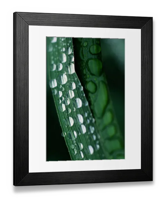 Framed Print : Dew droplets on grass, Unalaska Island, Alaska, USA, close-up Framed Print : Dew droplets on grass, Unalaska Island, Alaska, USA, close-up