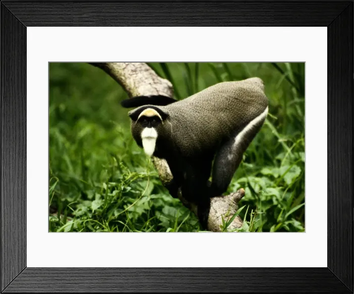 Framed Print : DeBrazzas monkey (Cercopithecus neglectus) in tree, Africa Framed Print : DeBrazzas monkey (Cercopithecus neglectus) in tree, Africa