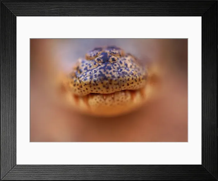 Framed Print : Spectacled caiman (Caiman crocodilus) snout, select focus Framed Print : Spectacled caiman (Caiman crocodilus) snout, select focus