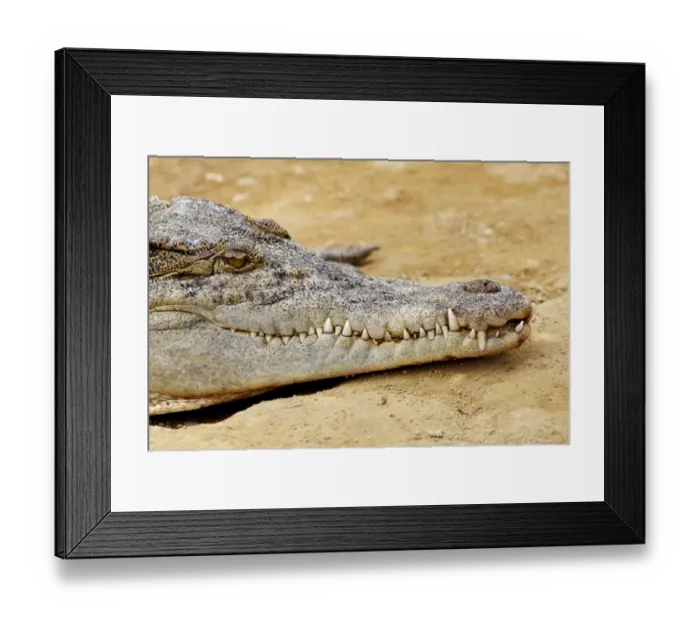 Framed Print : Crocodile (Crocodylus Sp), South-East Asia Framed Print : Crocodile (Crocodylus Sp), South-East Asia