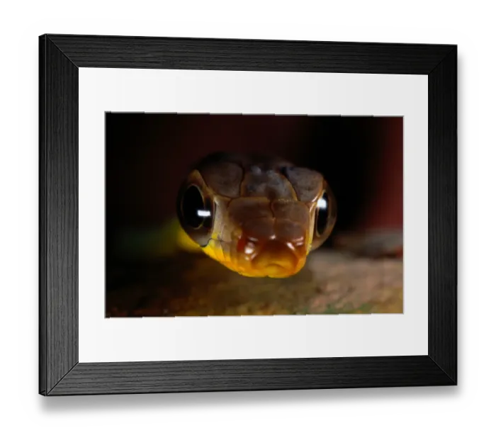 Framed Print : Parrot snake (Leptophis sp. ), close-up Framed Print : Parrot snake (Leptophis sp. ), close-up