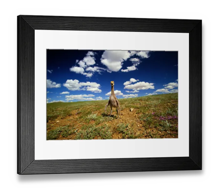 Framed Print : Demoiselle crane (Anthropoides virgo) on hillside, Mongolia Framed Print : Demoiselle crane (Anthropoides virgo) on hillside, Mongolia