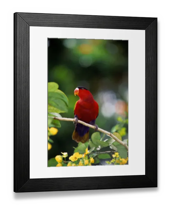 Framed Print : Purple-bellied Lory (Lorius hypoinochrous)