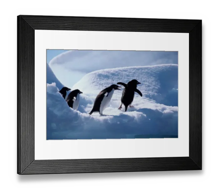 Framed Print : Adelie penguins (Pygoscelis adeliae) Framed Print : Adelie penguins (Pygoscelis adeliae)