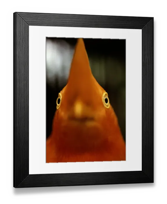 Framed Print : Andean cock of the rock (Rupicola peruviana), close-up Framed Print : Andean cock of the rock (Rupicola peruviana), close-up