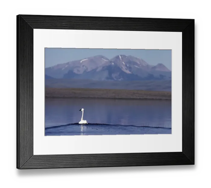 Framed Print : Trumpeter swan (Cygnus BUCCINATOR), RED Rocks Lake NWR, Montana Framed Print : Trumpeter swan (Cygnus BUCCINATOR), RED Rocks Lake NWR, Montana