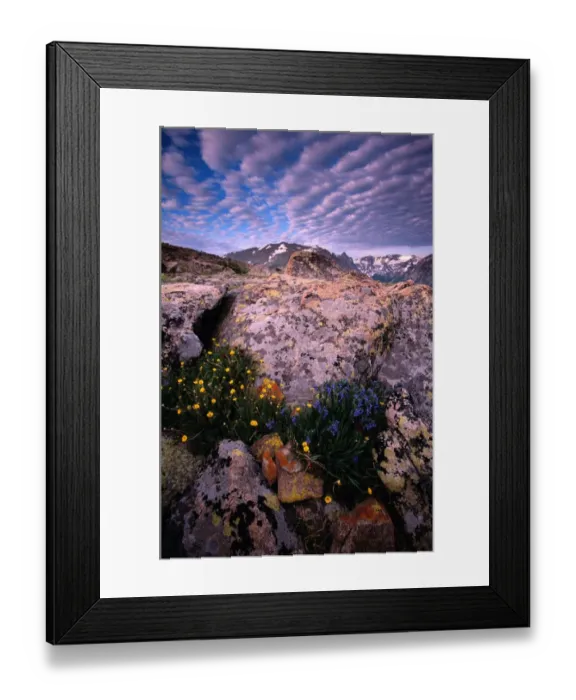 Framed Print : USA, Colorado, Rocky Mountain NP, Tundra landscape and buttercups Framed Print : USA, Colorado, Rocky Mountain NP, Tundra landscape and buttercups