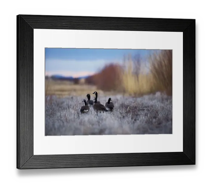 Framed Print : Canada geese (Branta canadensis), rear view Framed Print : Canada geese (Branta canadensis), rear view