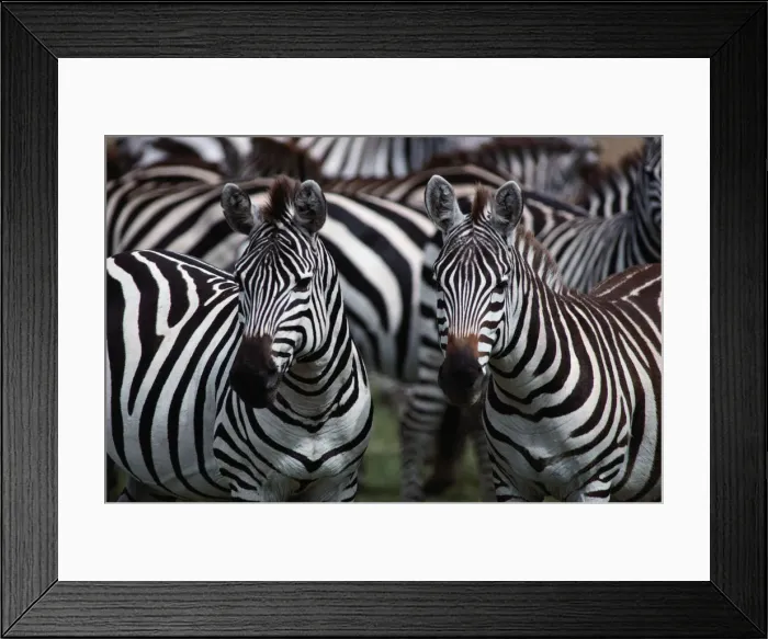 Framed Print : Burchells zebras (Equus burchelli), close-up Framed Print : Burchells zebras (Equus burchelli), close-up