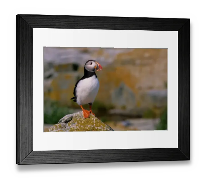 Framed Print : Atlantic puffin (Fratercula arctica) standing on rock Framed Print : Atlantic puffin (Fratercula arctica) standing on rock