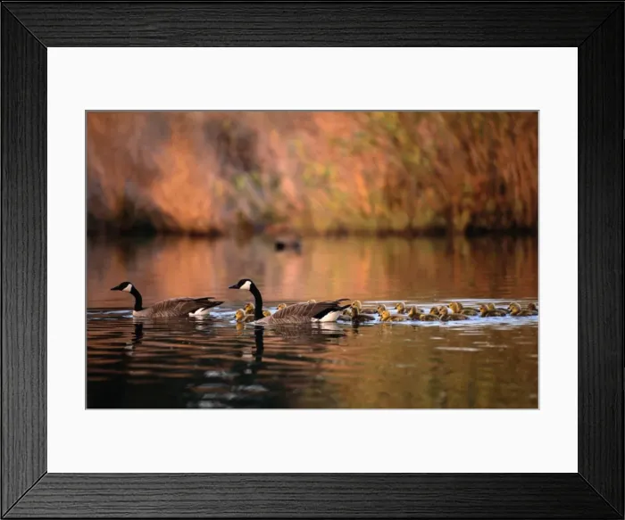 Framed Print : Canada Geese (Branta Canadensis) with Goslings Framed Print : Canada Geese (Branta Canadensis) with Goslings