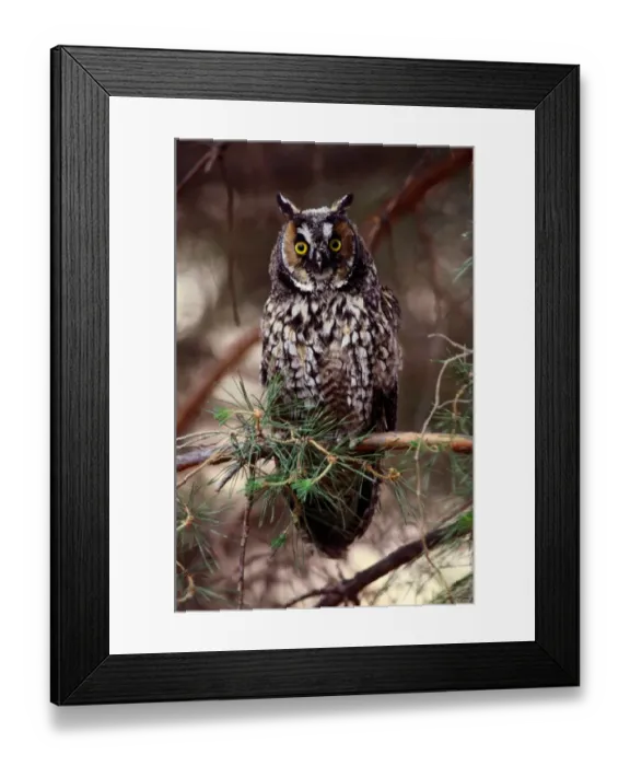 Framed Print : Long-eared owl (Asio otus) on tree branch