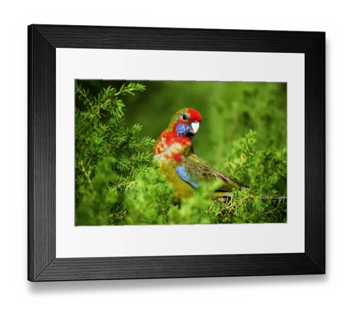 Framed Print : Crimson rosella (Platycercus elegans) Framed Print : Crimson rosella (Platycercus elegans)