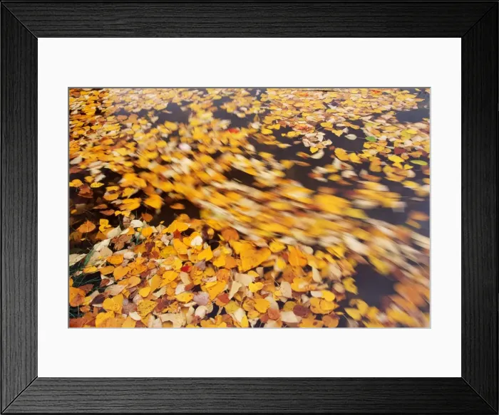 Framed Print : Fall leaves on water Framed Print : Fall leaves on water