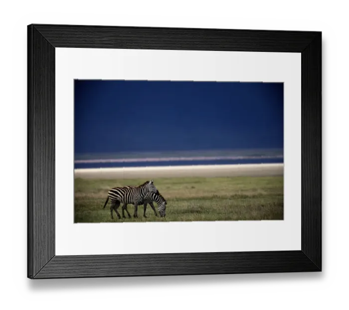 Framed Print : Burchells zebras (Equus BURCHELLI), TANZANIA Framed Print : Burchells zebras (Equus BURCHELLI), TANZANIA