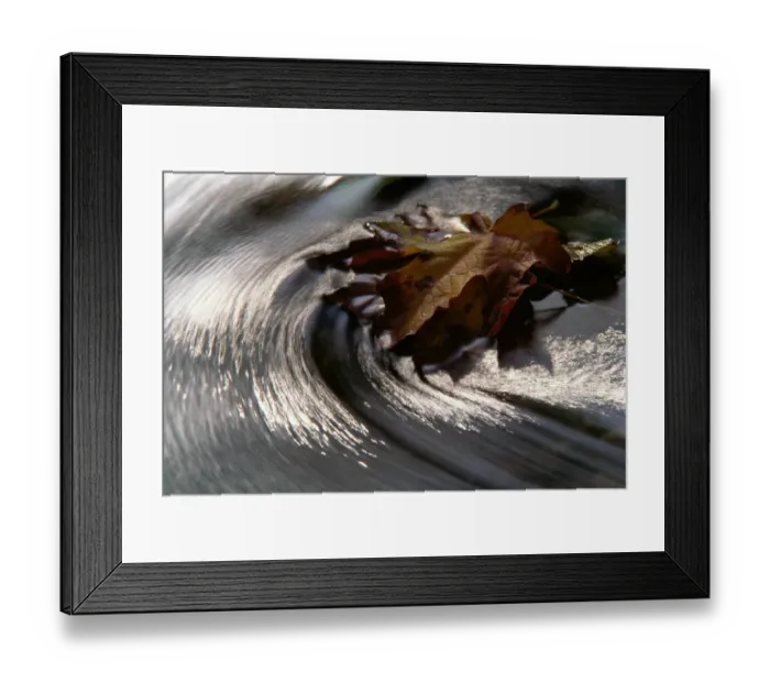 Framed Print : Maple leaf (Acer sp. ) in stream, water swirling Framed Print : Maple leaf (Acer sp. ) in stream, water swirling