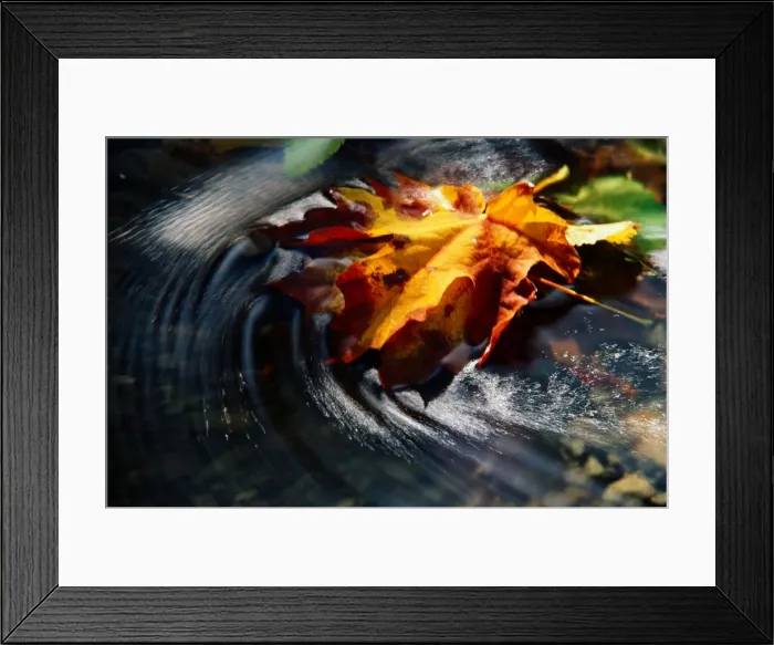 Framed Print : Maple leaf (Acer sp. ) in stream, water swirling Framed Print : Maple leaf (Acer sp. ) in stream, water swirling
