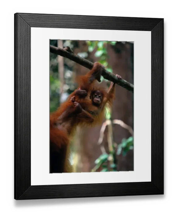 Framed Print : Orangutan baby (Pongo pongo abelii) clutching mothers arm, Indonesia Framed Print : Orangutan baby (Pongo pongo abelii) clutching mothers arm, Indonesia
