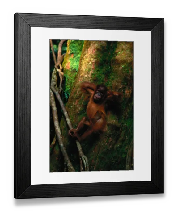 Framed Print : Young Sumatran organutan (Pongo pongo abelii) in tree, Indonesia Framed Print : Young Sumatran organutan (Pongo pongo abelii) in tree, Indonesia