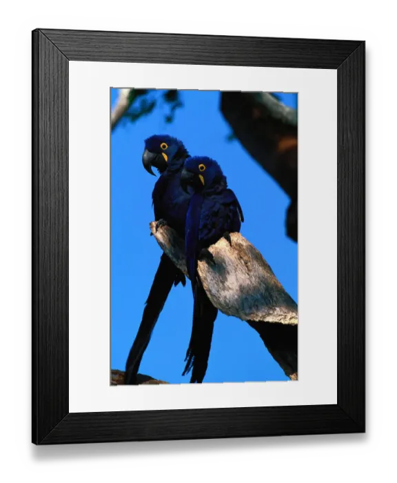 Framed Print : Hyacinth macaws (Anodorhynchus hyacinthus) on branch, Brazil Framed Print : Hyacinth macaws (Anodorhynchus hyacinthus) on branch, Brazil