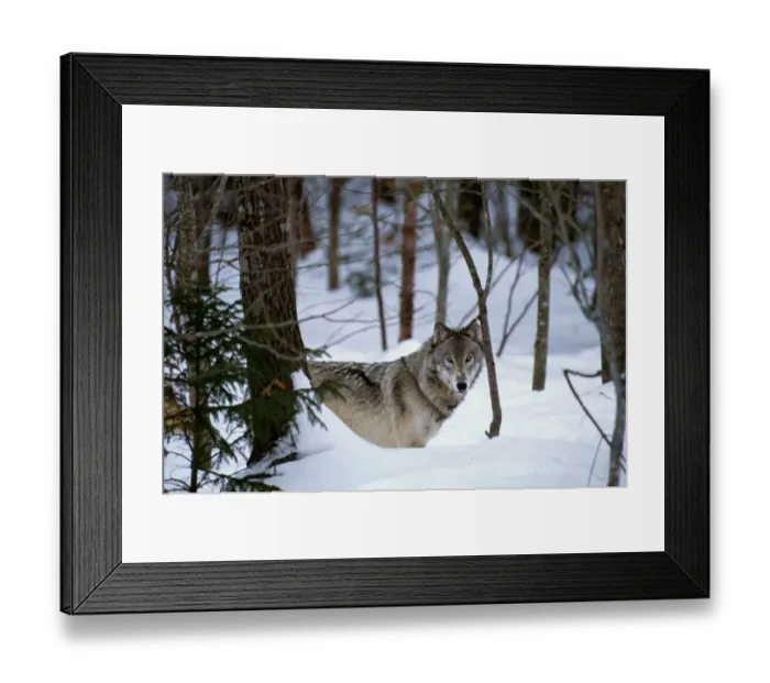 Framed Print : Grey wolf (Canis lupus) in FOREST, CANADA Framed Print : Grey wolf (Canis lupus) in FOREST, CANADA