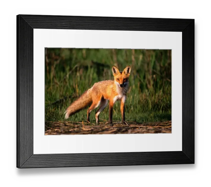 Framed Print : Red fox (Vulpes vulpes), Assateague Island National Seashore, Virginia