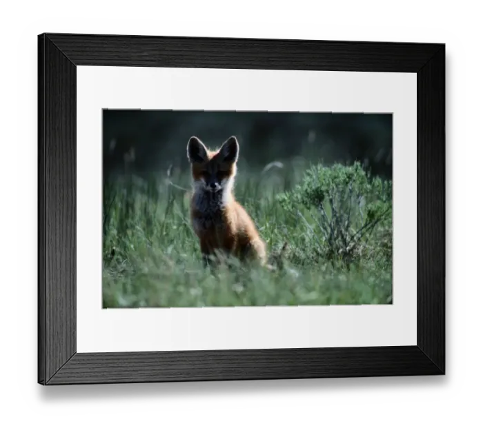 Framed Print : Red fox kit (Vulpes vulpes) Framed Print : Red fox kit (Vulpes vulpes)