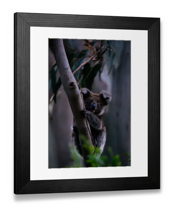 Framed Print : Koala (Phascolarctos cinereus) on tree limb, Australia Framed Print : Koala (Phascolarctos cinereus) on tree limb, Australia