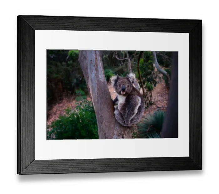 Framed Print : Koala (Phascolarctos cinereus) sitting in tree, Australia Framed Print : Koala (Phascolarctos cinereus) sitting in tree, Australia