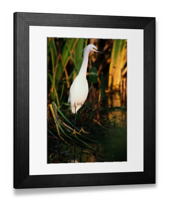 Framed Print : Snowy Egret (Egretta Thula), Everglades National Park, Florida, USA Framed Print : Snowy Egret (Egretta Thula), Everglades National Park, Florida, USA