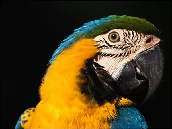 Blue and Yellow Macaw (Ara Ararauna), Close-Up
