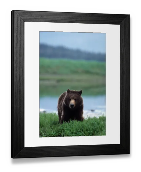 Framed Print : Brown Bear (Ursus arctos), Admiralty Island, Alaska