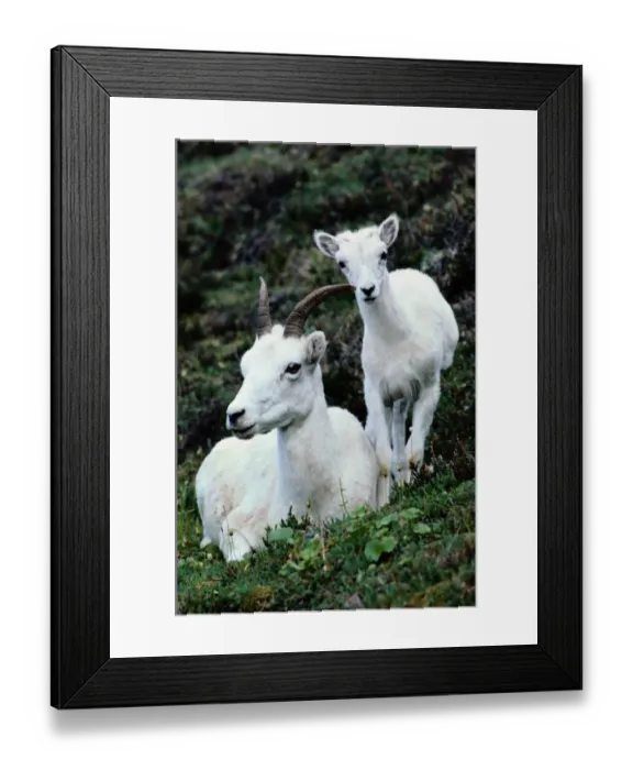 Framed Print : Dall sheep (Ovis dalli) and lamb, Denali NP, Alaska, USA Framed Print : Dall sheep (Ovis dalli) and lamb, Denali NP, Alaska, USA