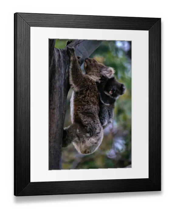 Framed Print : Koala (Phascolarctos cinereus) climbing tree with baby, Australia Framed Print : Koala (Phascolarctos cinereus) climbing tree with baby, Australia