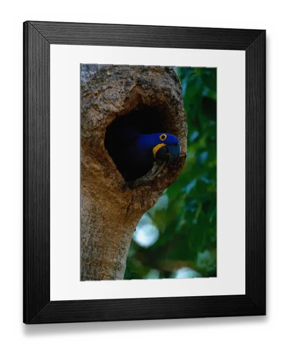Framed Print : Hyacinth macaw (Anodorhynchus hyacinthus) in tree hole, Brazil Framed Print : Hyacinth macaw (Anodorhynchus hyacinthus) in tree hole, Brazil