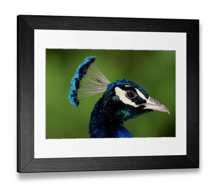 Framed Print : Common peafowl (Pavo cristatus), India Framed Print : Common peafowl (Pavo cristatus), India