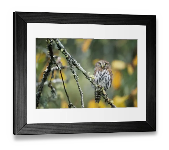 Framed Print : Northern pygmy-owl (Glaucidium gnoma) on tree branch, Washington
