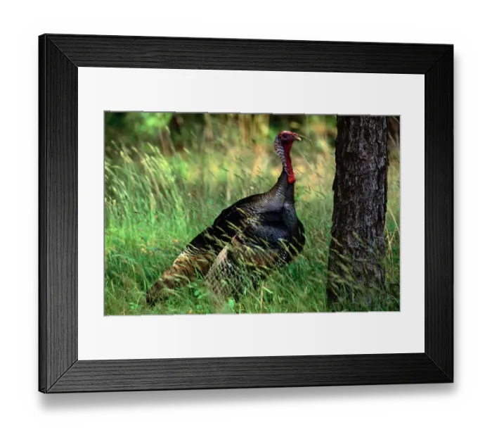 Framed Print : Wild turkey (Meleagris gallopavo), Long Island, New York, USA Framed Print : Wild turkey (Meleagris gallopavo), Long Island, New York, USA