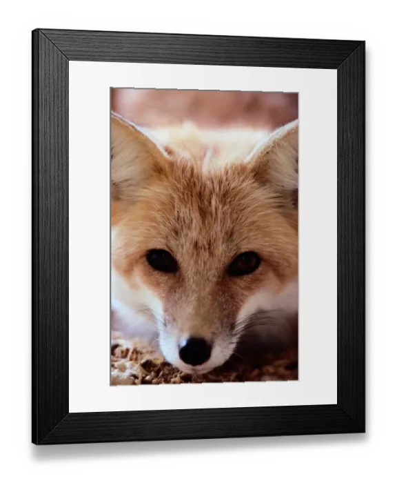 Framed Print : Red fox (Vulpes vulpes), CLOSE-UP Framed Print : Red fox (Vulpes vulpes), CLOSE-UP