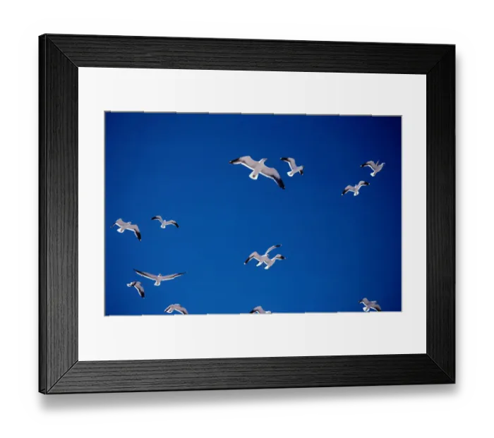 Framed Print : Kelp gulls (Larus dominicanus)in flight Framed Print : Kelp gulls (Larus dominicanus)in flight