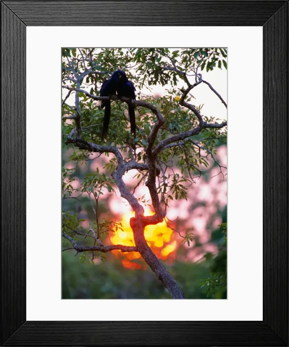 Framed Print : Hyacinth macaws (Anodorhynchus hyacinthus) in tree, Brazil Framed Print : Hyacinth macaws (Anodorhynchus hyacinthus) in tree, Brazil