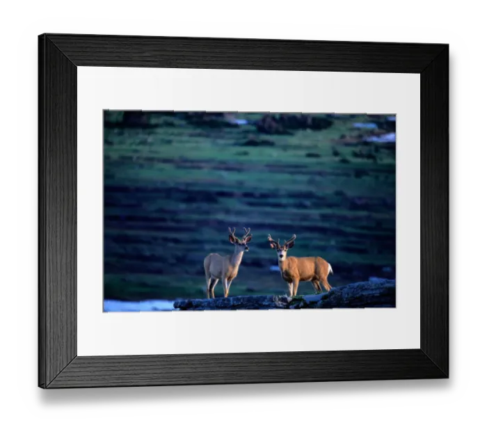 Framed Print : Mule Deers (odocoileus hemionus), Glacier National Park, Montana, USA Framed Print : Mule Deers (odocoileus hemionus), Glacier National Park, Montana, USA